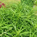 Helianthus salicifolius 'Cosmic Whisper'